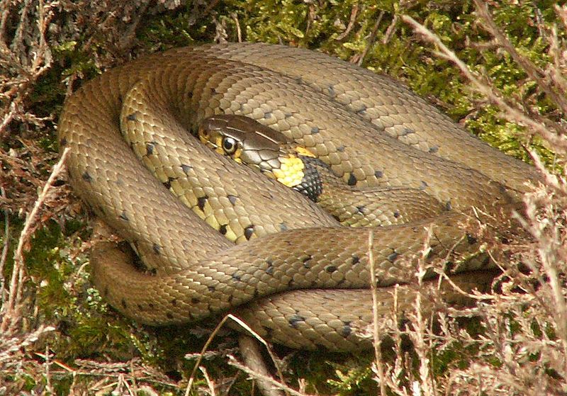 Ecopassage bij knooppunt Hogering