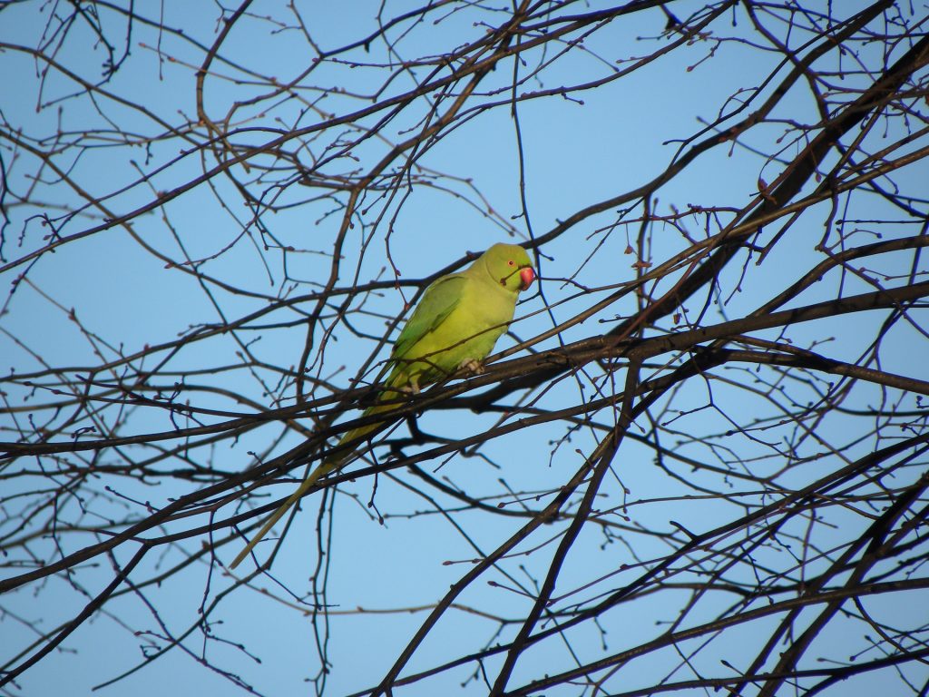 foto van een geel/groene parkiet tussen de takken van een boom